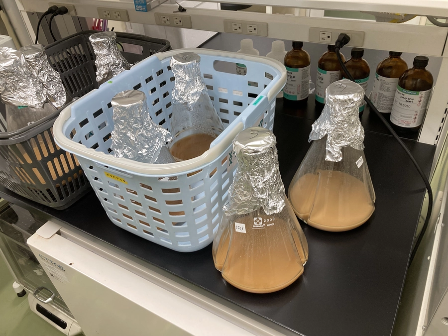 【ご報告】酵母の培養、はじめました！