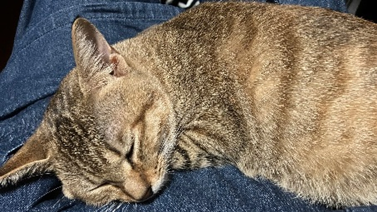 一人で維持するのは大変