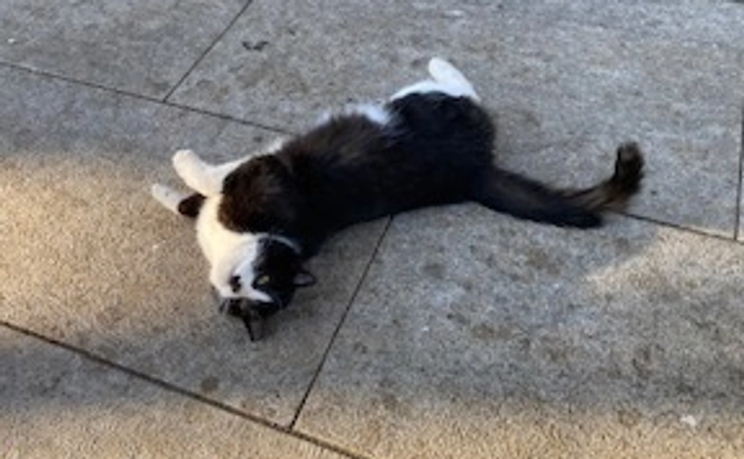 ノラネコご支援1