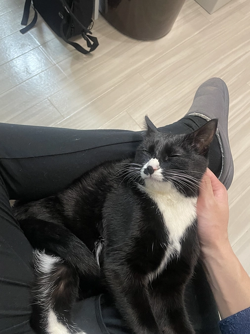 近頃のねこたち