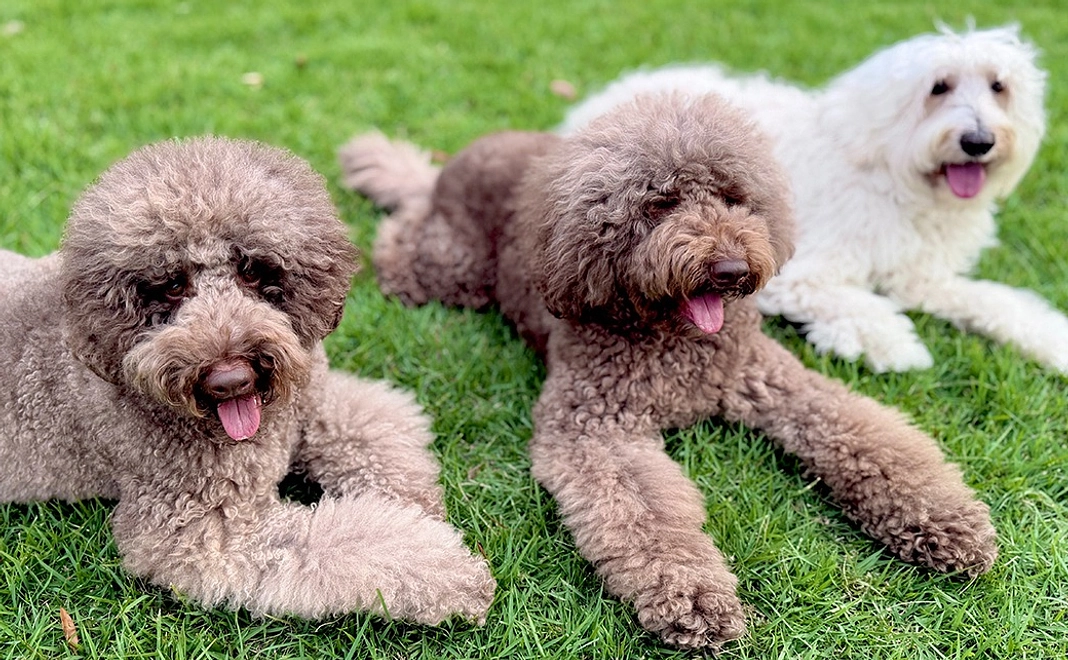 応援コース【100万円】