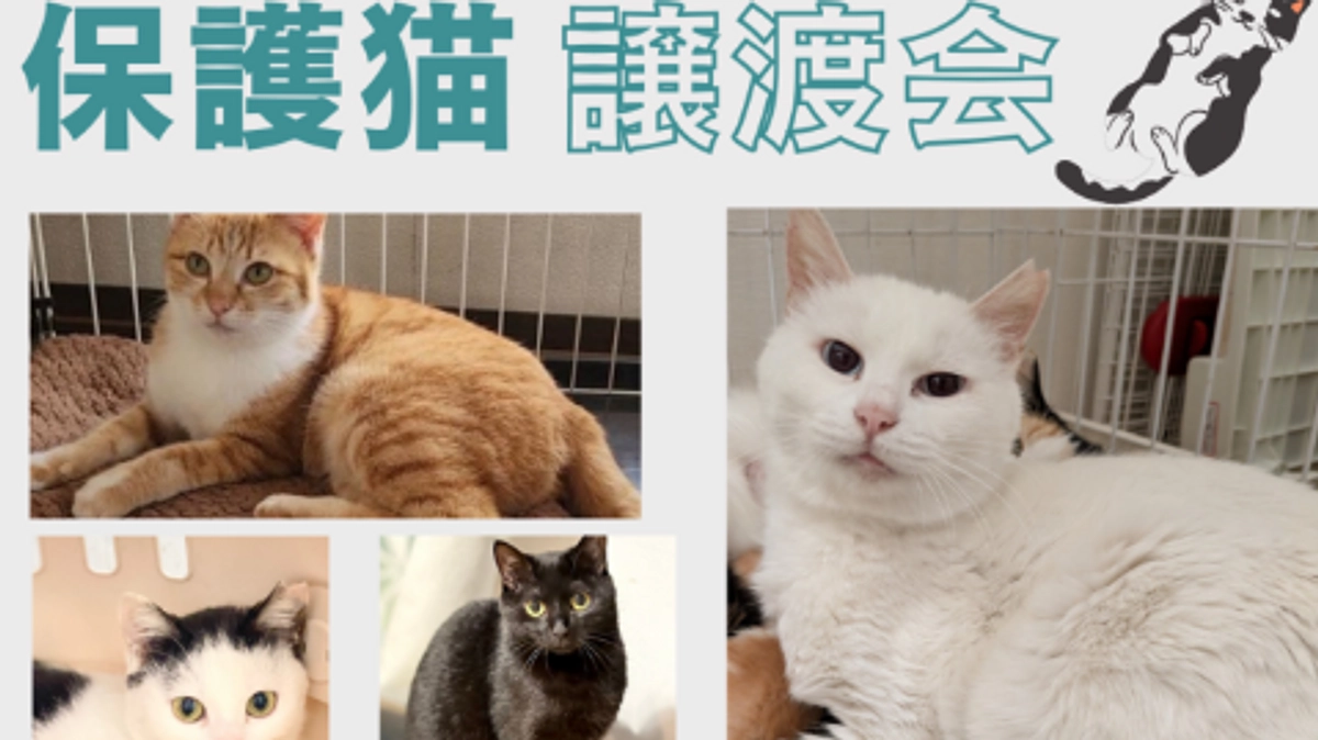 明日は保護猫譲渡会です(=^・^=)