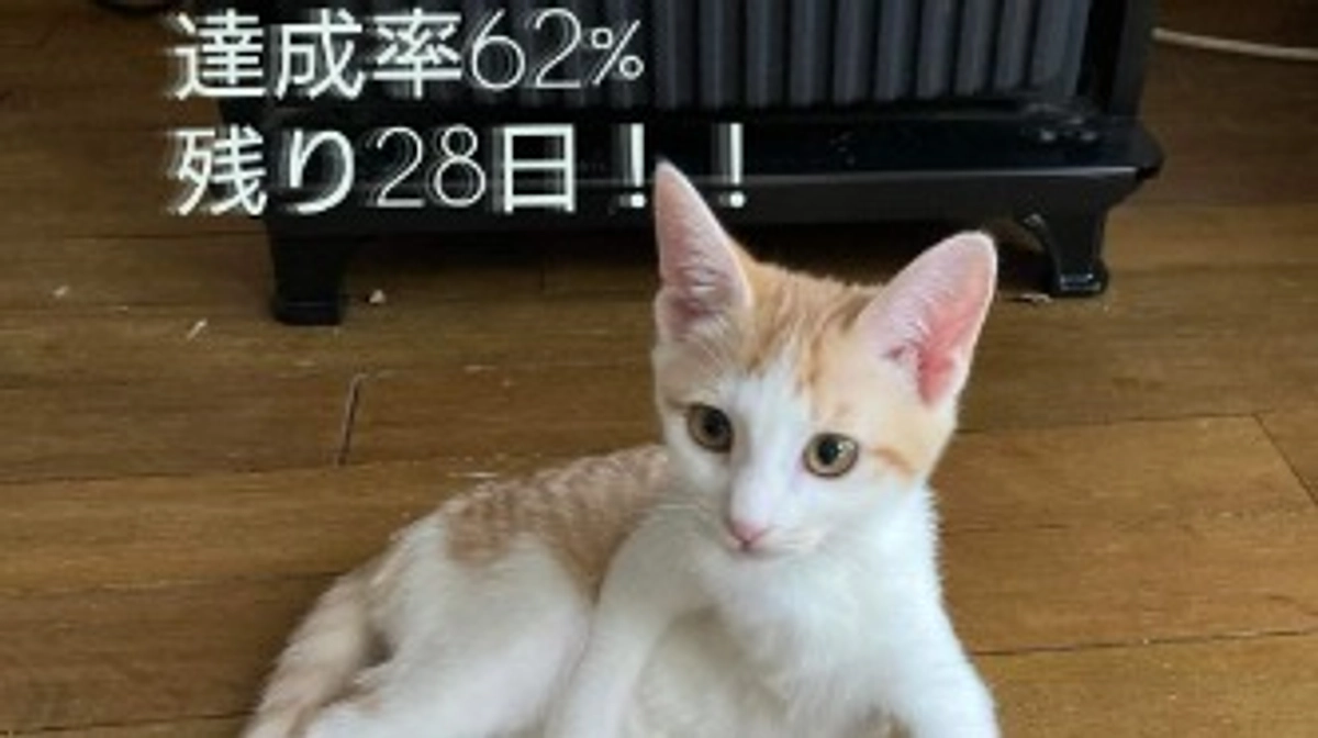 【残り28日】達成率62%！ご支援ありがとうございます！