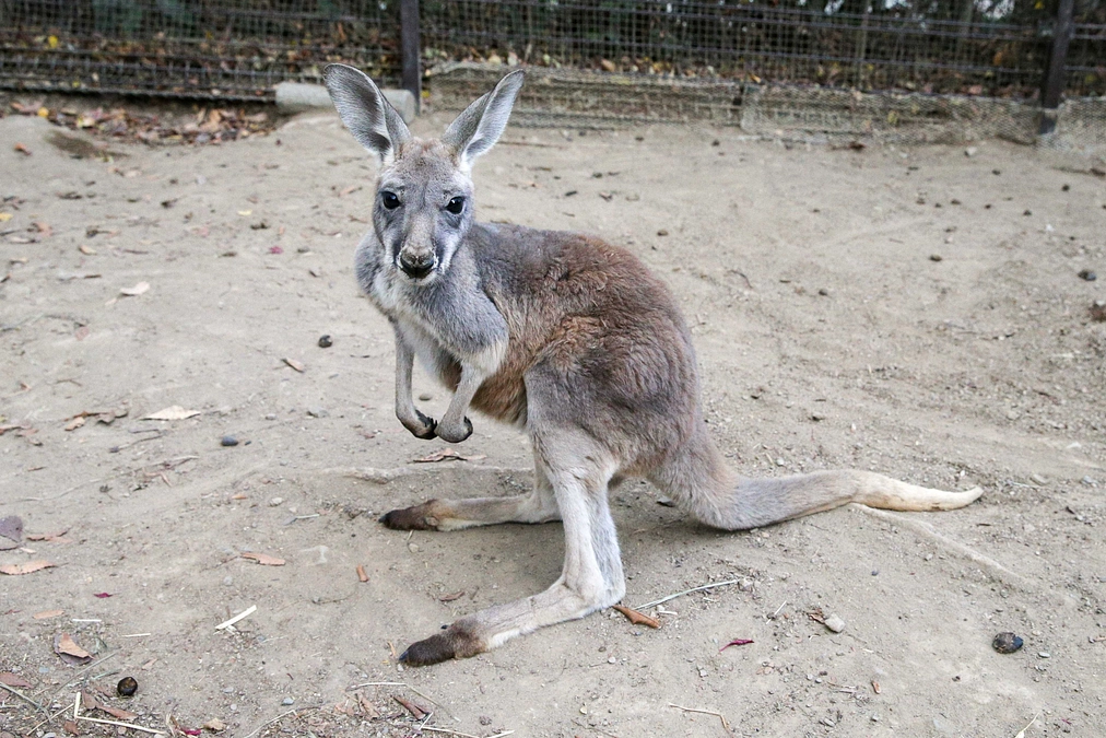 1月9日(火) 進捗報告・動物紹介～アカカンガルー仔の誕生～