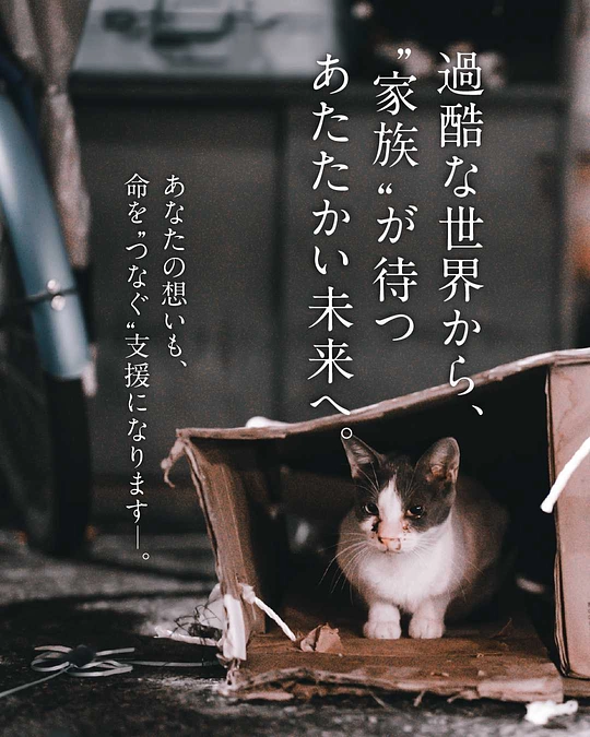 🐾2026年版・保護ねこ支援カレンダー販売続報🐾