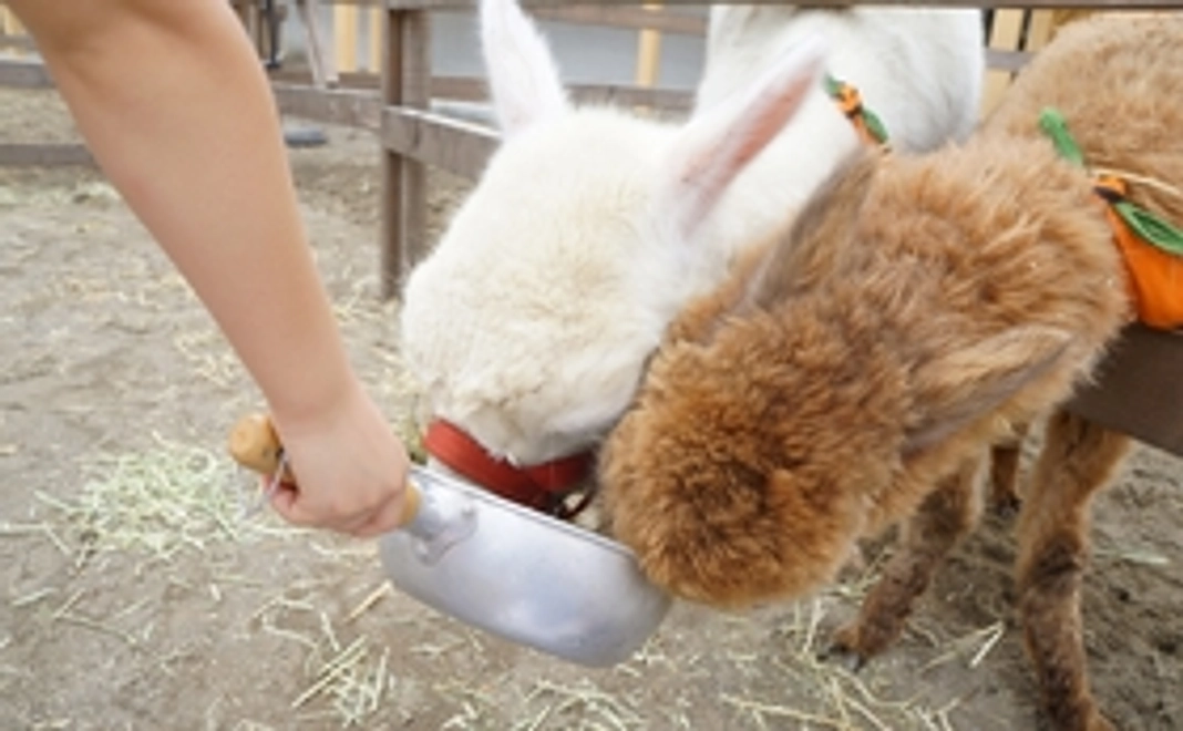 リターン1【気持ちで応援】コーンを牧場の餌に加工する工場に送って廃棄処分から救う!