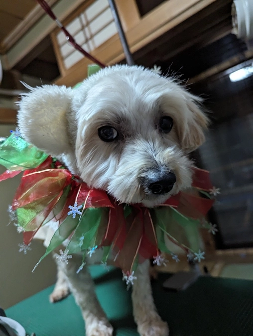 嗚呼みんなの動物園TV  OAを終えて。かえる