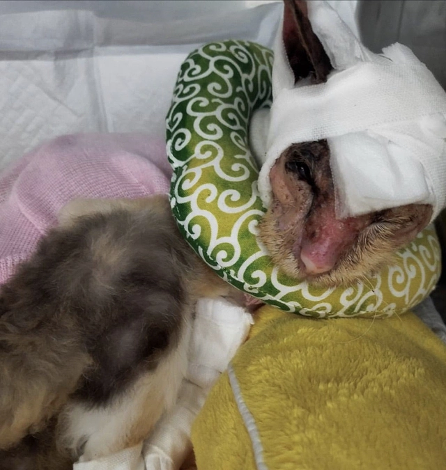 がんばれ、パピ