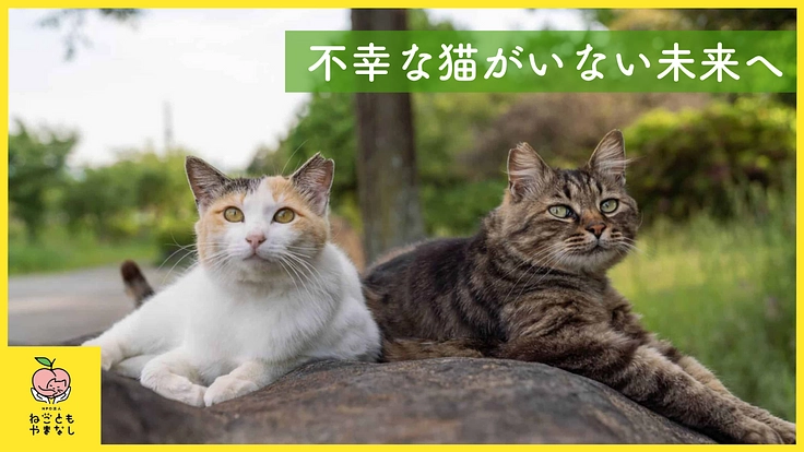 傷つく野良猫がいない未来へ。行き場を失った保護猫150頭に医療費を