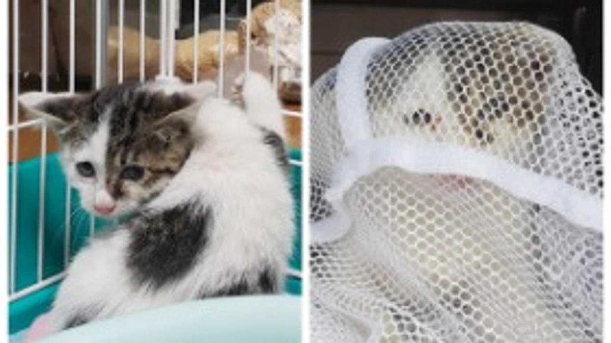 可愛いミウィの捕獲劇