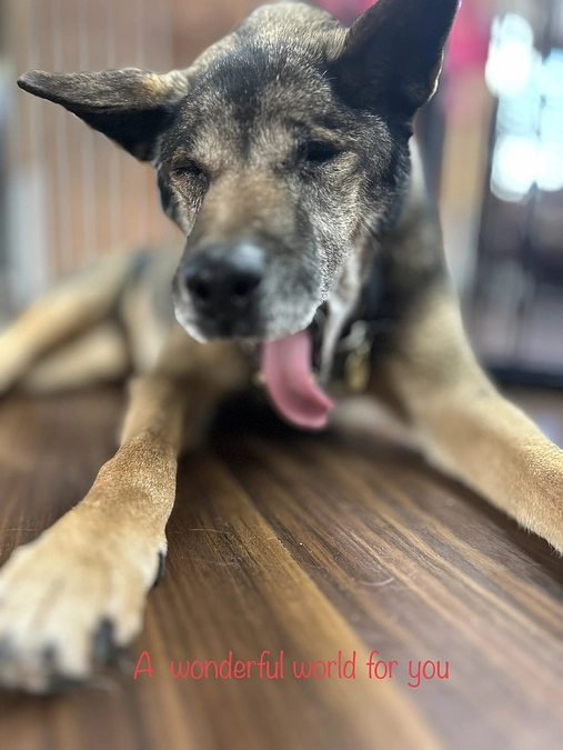 2024年3月　今現在の福岡老犬介護ホーム「AZUL」の挑戦！！