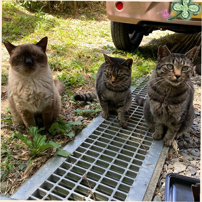 夏の多頭崩壊現場の猫たち