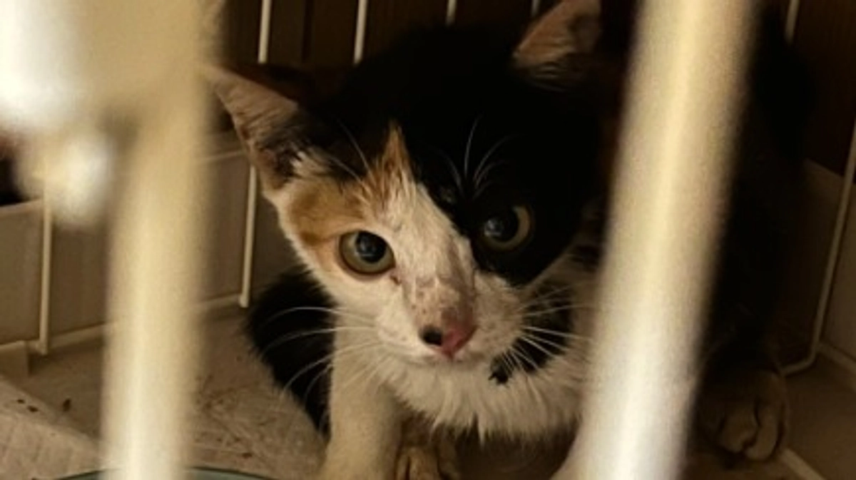 メイン画像の子。下半身付随の子猫「たま」の保護 〜その２｜健康状態〜