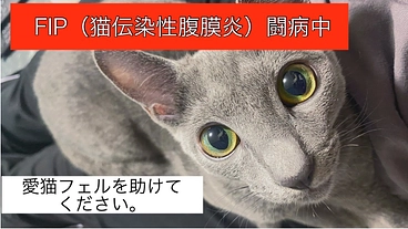 【難病】FIP（猫伝染性腹膜炎）と闘う愛猫『フェル』を救いたい！！