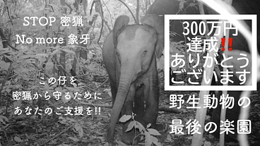 【緊急支援第２弾】マルミミゾウの楽園を密猟者の手から護りたい！！ のトップ画像