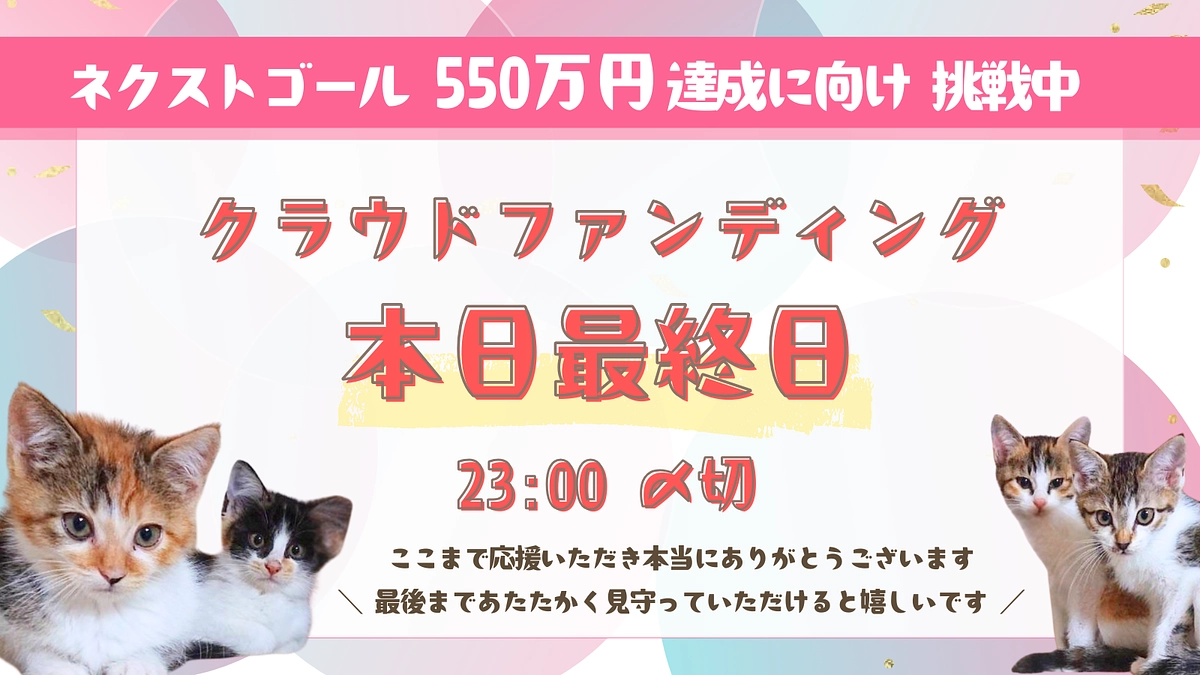 猫にゃんズプロジェクト【本日最終日】ご支援は23時まで！