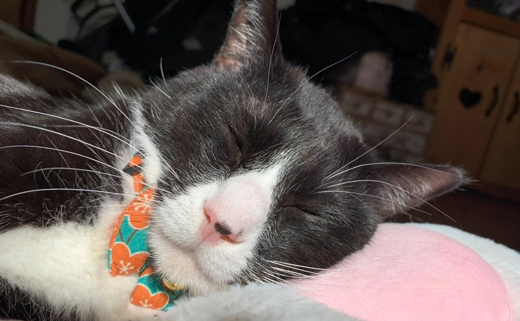 1 とろろ応援 感謝のメッセージ 経過報告