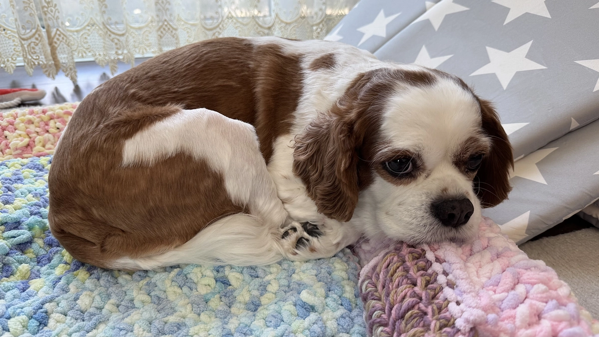 クラファン挑戦開始から10日が経ちました【10日目】