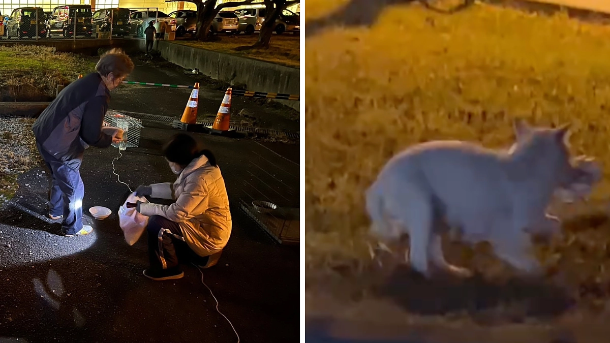 悪質なブリーダーが売れない犬を捨てに来る、悲惨な場所へ。増えている野良猫の捕獲に動きました。