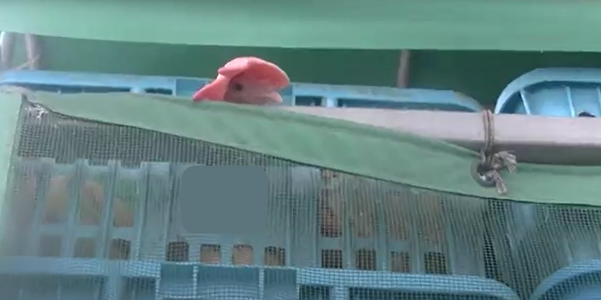 畜産場の内側からのSOS：鶏たちの最後の一日