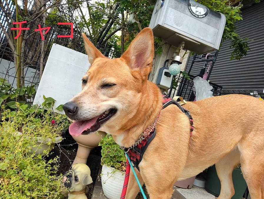 里親募集中の犬達（香川県出身チーム）