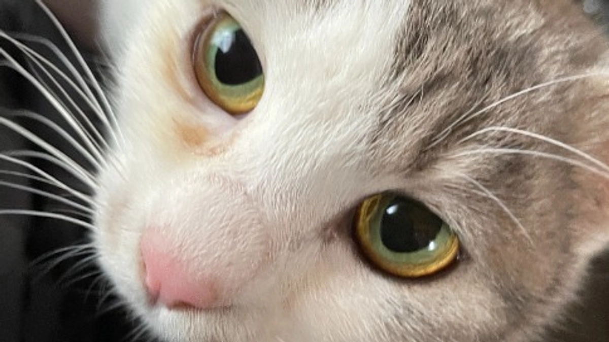 セイラさんが繋いだ保護猫のララ