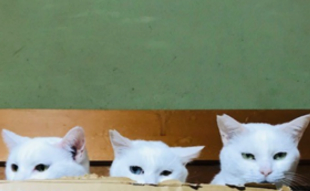 お気持ち支援コース