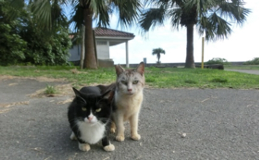 石垣島の猫達への応援コース