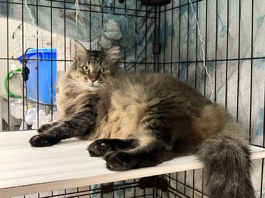 マヌルⅡ世の話。