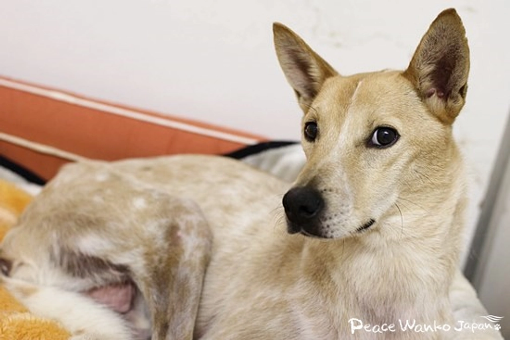 ある日突然の診断…。アジソン病と闘う「スチーム」