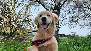 愛犬らむね　人工股関節手術にご協力お願いします！ のトップ画像