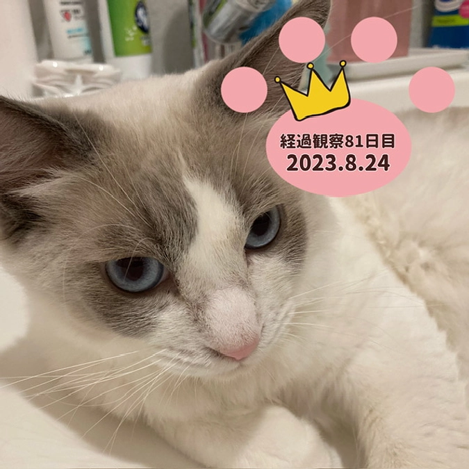 👑経過観察81日目(2023.8.24)寛解！！