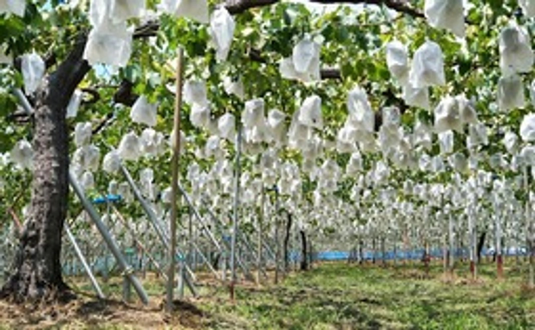 ぶどう狩り入園券を４枚プレゼント&ご予約優先いたします！