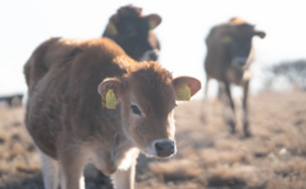 お気持ちコース