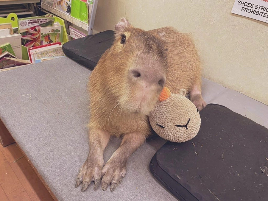 Miss Ringo forever in our hearts.