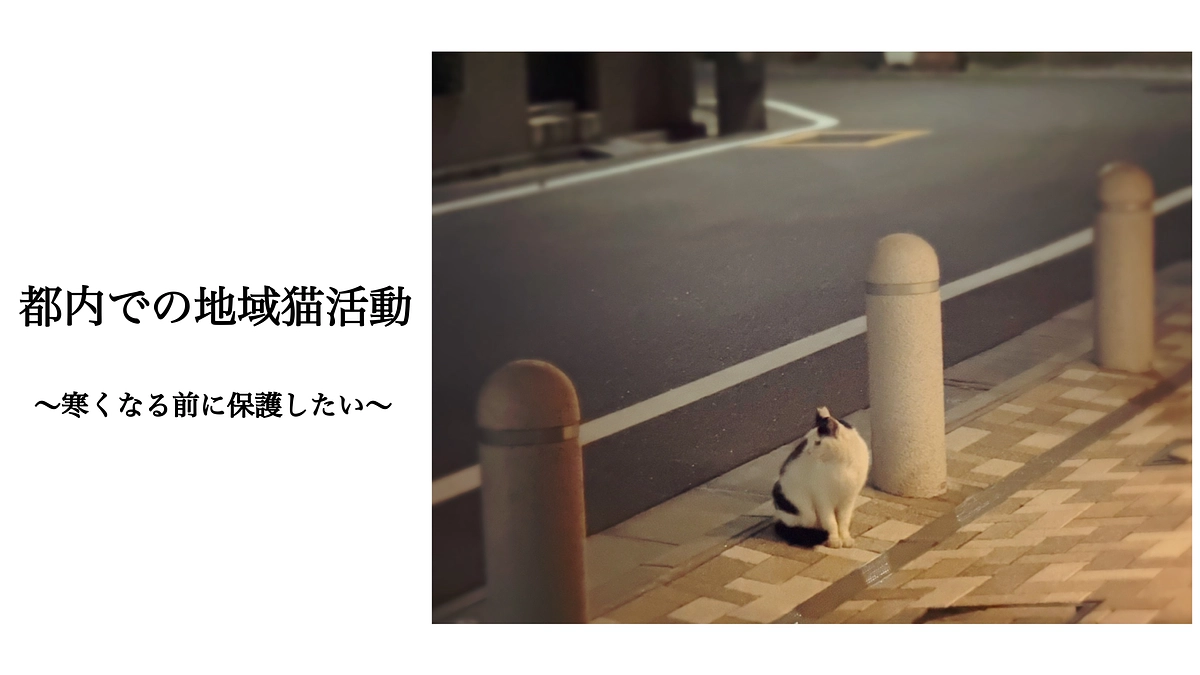 🐱地域猫活動🐾　家族募集！／預かりスタッフさん急募‼️