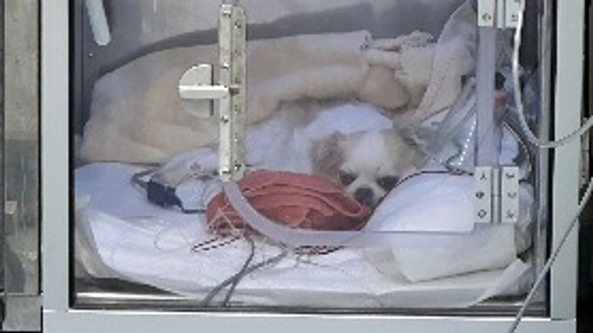 手術、無事成功しました！