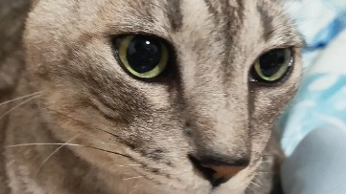 ルーチェのクラファン達成まで残り２２日です。