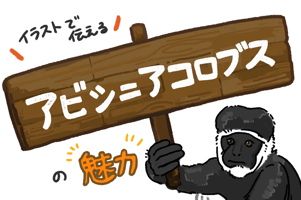 第３弾！【イラストで伝える】アビシニアコロブスの魅力　～アフリカにすむ動物たち～