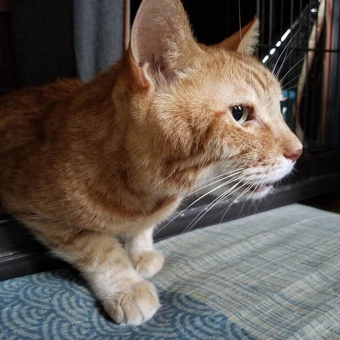 チャーとしゃー