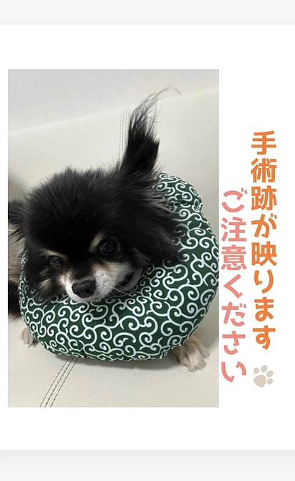 昨日と今日のショウの様子🐾