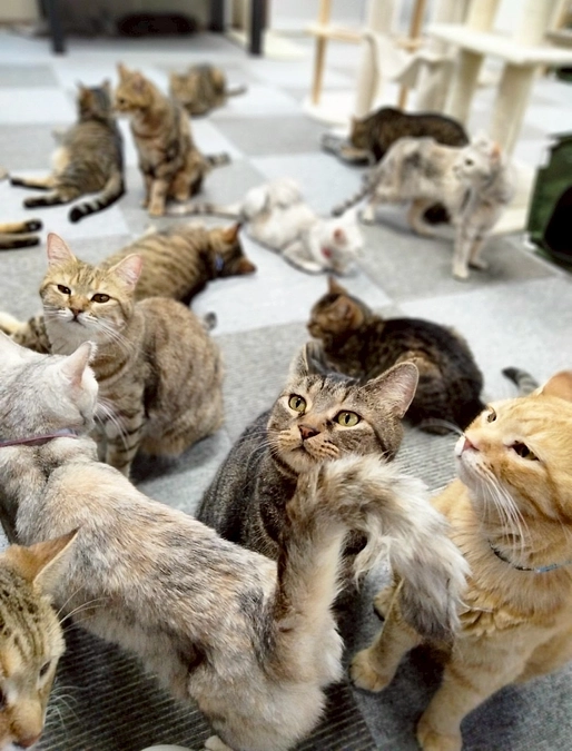 新たな挑戦が始まりました！