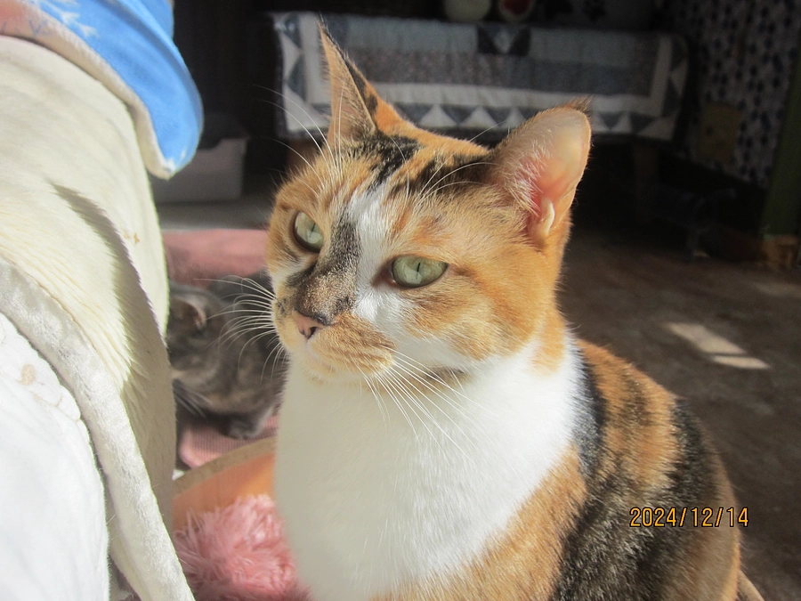 猫達の遊び部屋