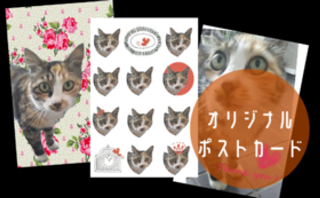 ポストカードで宇治猫たちを支援コース