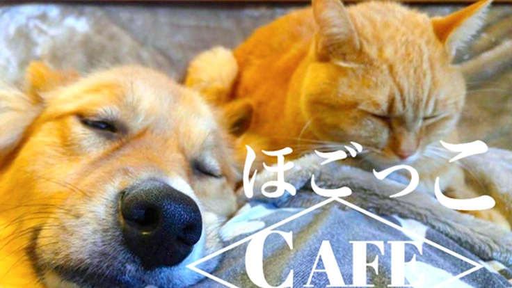 岡山市に譲渡後も命を見守る犬猫カフェ"ほごっこCAFE"を創りたい