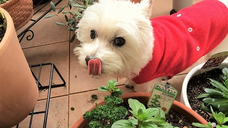 亡き愛犬への感謝を歌ったＣＤで、殺処分される犬を減らしたい！