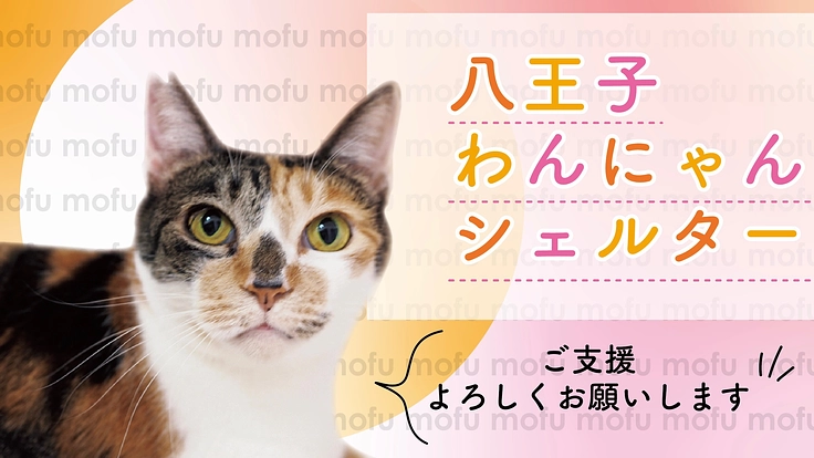 八王子わんにゃんシェルター運営継続のサポートをお願いします