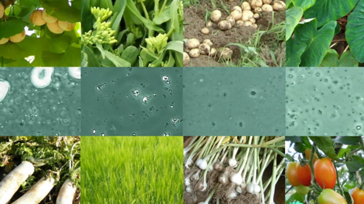 天国の野菜が持つ幸せになるチカラを証明し、世界中に届けたい！