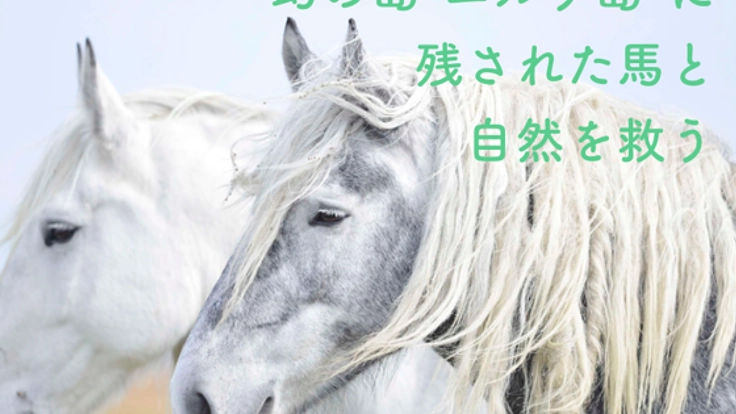 誰も入れない幻の島。鳥・花・馬が共生するユルリ島を守りたい！