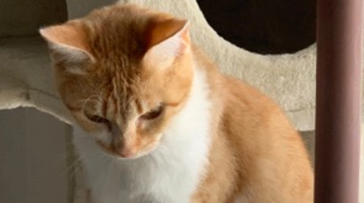 投薬67日目（プロジェクト開始27日目）